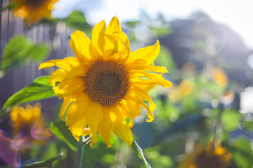 Sunflower in the summer. Yellow flower personifying the sun. Sunflower gives sunflower oil....