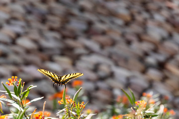 Butterfly at the park