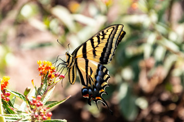 Butterfly at the park