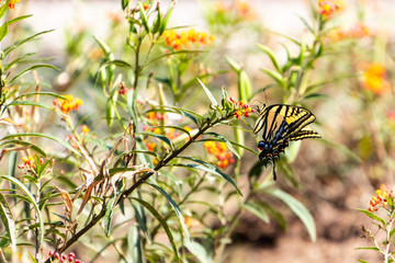 Butterfly at the park