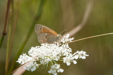 Fototapeta premium Common Ringlet on Wild Carrot Flowers in Summer