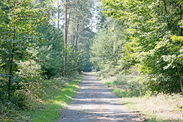 Old road in wild green forest fifty megapixels high quality prints