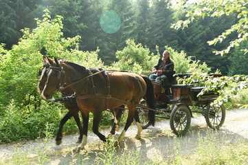 A 60 year old man drives a carriage with two horses ((Saxon Thuringian heavy warm blood).) The...