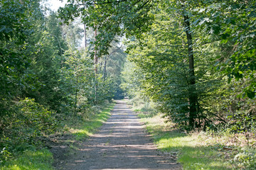 Old road in wild green forest fifty megapixels high quality prints