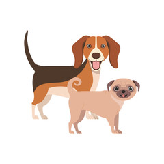 cute and adorable dogs on white background