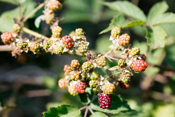 Wild forest fruits berries macro background fifty megapixels high quality prints rubus fruit