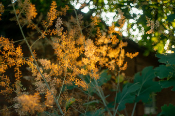 Beautiful passage of sunlight with macleaya cordata flower. Dangerous, but fragile, garden decoration