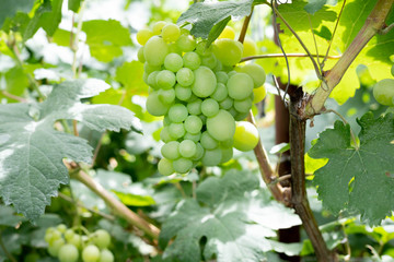 Ripe bunches of grapes on the vine. A bunch of grapes with a place for copy space. Winemaking and autumn grape harvest