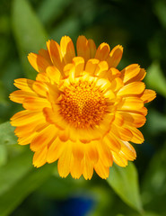 Closeup yellow calendula flower with sun light macro