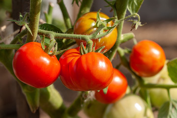 Red big tomatoes on the vine in garden macro