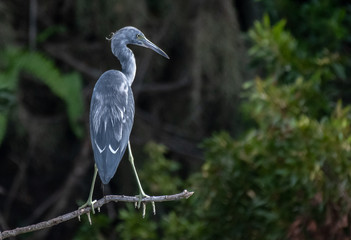 Fototapeta premium Juvenile Heron