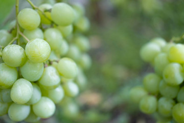 Ripe bunches of grapes on the vine. A bunch of grapes with a place for copy space. Winemaking and autumn grape harvest
