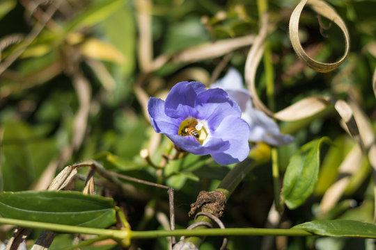 Close up of blue flower with bee inside in the middle of the forest.