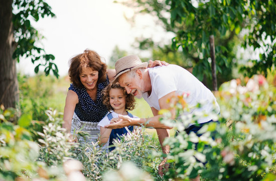 Senior grandparents and granddaughter gardening in the backyard garden.