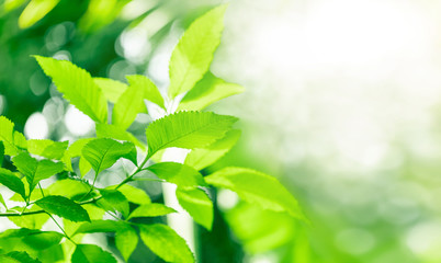 Fototapeta na wymiar Natural green elm leaves in selective focusing