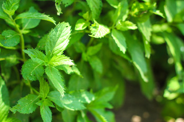 mint, petals and bushes (branches of green, refreshing mint). top food background. copy space