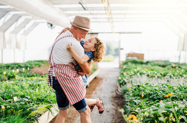 A small girl with senior grandfather in the greenhouse, having fun.