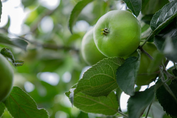 Fruits of green apples on tree branches close-up. Apples on the crests of a tree. Autumn fruit harvest in agriculture