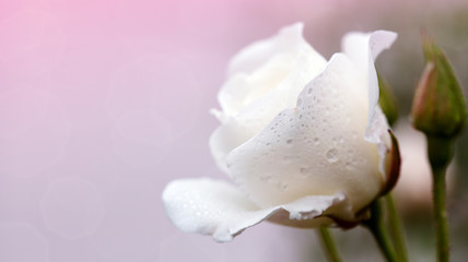 White rose isolated on pink background. Wedding card.