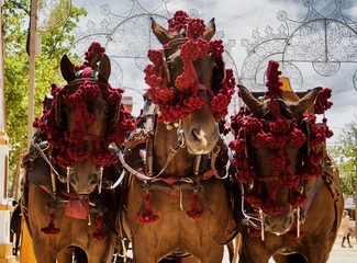 Three Andalusian horses in Feria del Caballo in Jerez de la Frontera (Cadiz, Spain) © Jose