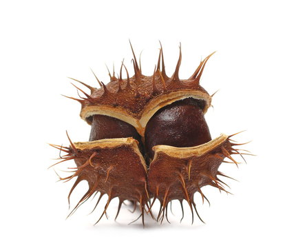 Wild chestnut isolated on white background