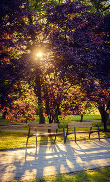 wooden bench in garden