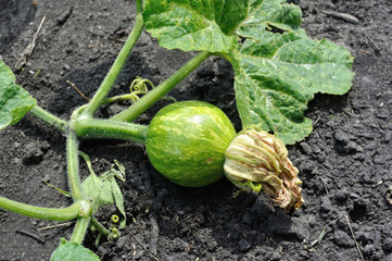 close-up of young pumpkin plant in the vegetable garden