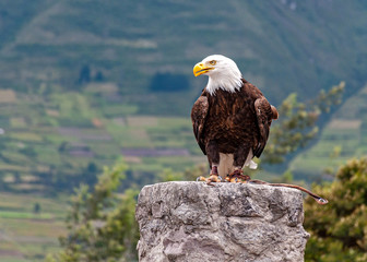 Bald eagle at a bird conservation park, near Otavalo, Ecuador, South America