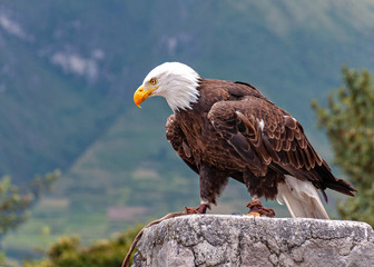 Bald eagle at a bird conservation park, near Otavalo, Ecuador, South America