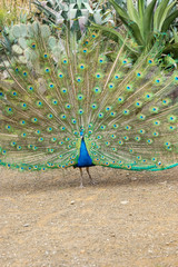 Obraz premium Beautiful male green Peafowl during fanninf his beautiful blossomed tail