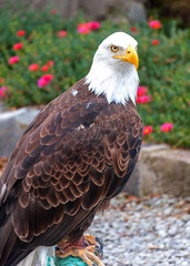 Bald eagle at a bird conservation park, near Otavalo, Ecuador, South America
