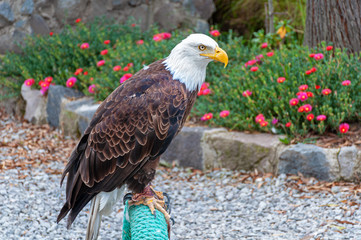 Bald eagle at a bird conservation park, near Otavalo, Ecuador, South America