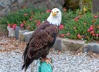 Bald eagle at a bird conservation park, near Otavalo, Ecuador, South America
