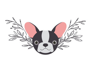 head of cute boston terrier dog on white background