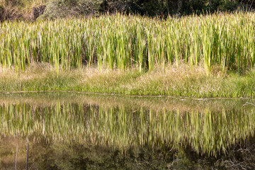 View of freshwater swamp with plants growing in pond in the middle of a rainforest. Reflection in the water forming mirror.