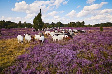 Heidschnucken in der Lüneburger Heide