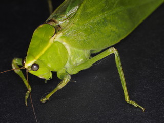 Green Leaf Grasshopper
