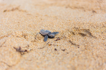 Baby loggerhead sea turtle on Palm Beach island Florida