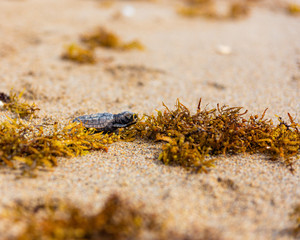 Baby loggerhead sea turtle on Palm Beach island Florida