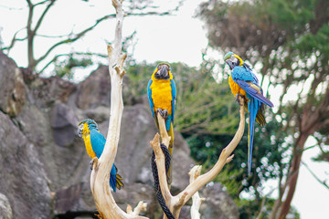 Three Blue and Yellow Macaw on tree branch