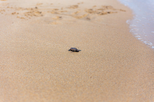 Baby loggerhead sea turtle on Palm Beach island Florida