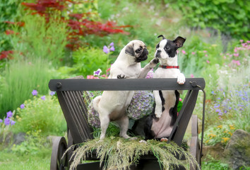 Two cute dogs, a black masked fawn pug puppy and a young Boston Terrier, posing side by side and talking together in an old wooden cart 
