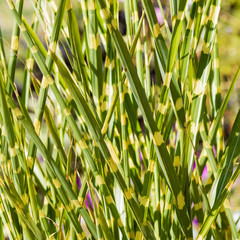 Obraz premium (Miscanthus sinensis) Roseau de Chine zébré