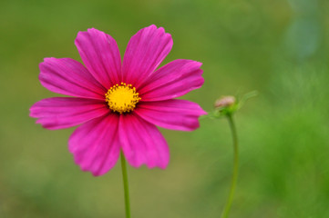 Obraz premium Pink purple cosmos flower