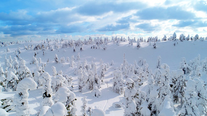 Fototapeta na wymiar Fantastic winter sunrise in mountains with snow covered fir trees