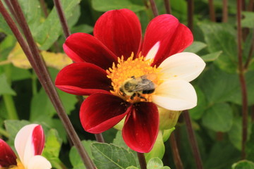 bee on flower