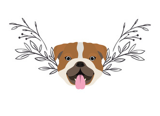 head of cute bulldog ingles dog on white background