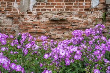 Purple flowers on a background of old masonry made of red brick.