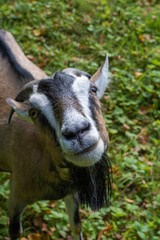 Fototapeta premium A large portrait of a curious goat with a black long beard.