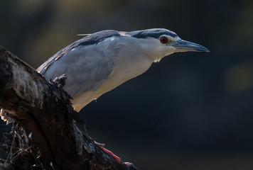 Night Heron Bird looking for fish